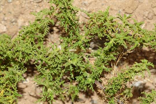 Image of Ambrosia artemisioides Meyen & Walp.