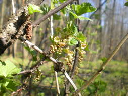 Image of Red Currant