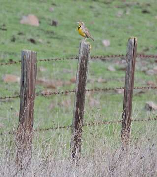 Image of Meadowlark