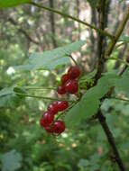 Image of Red Currant