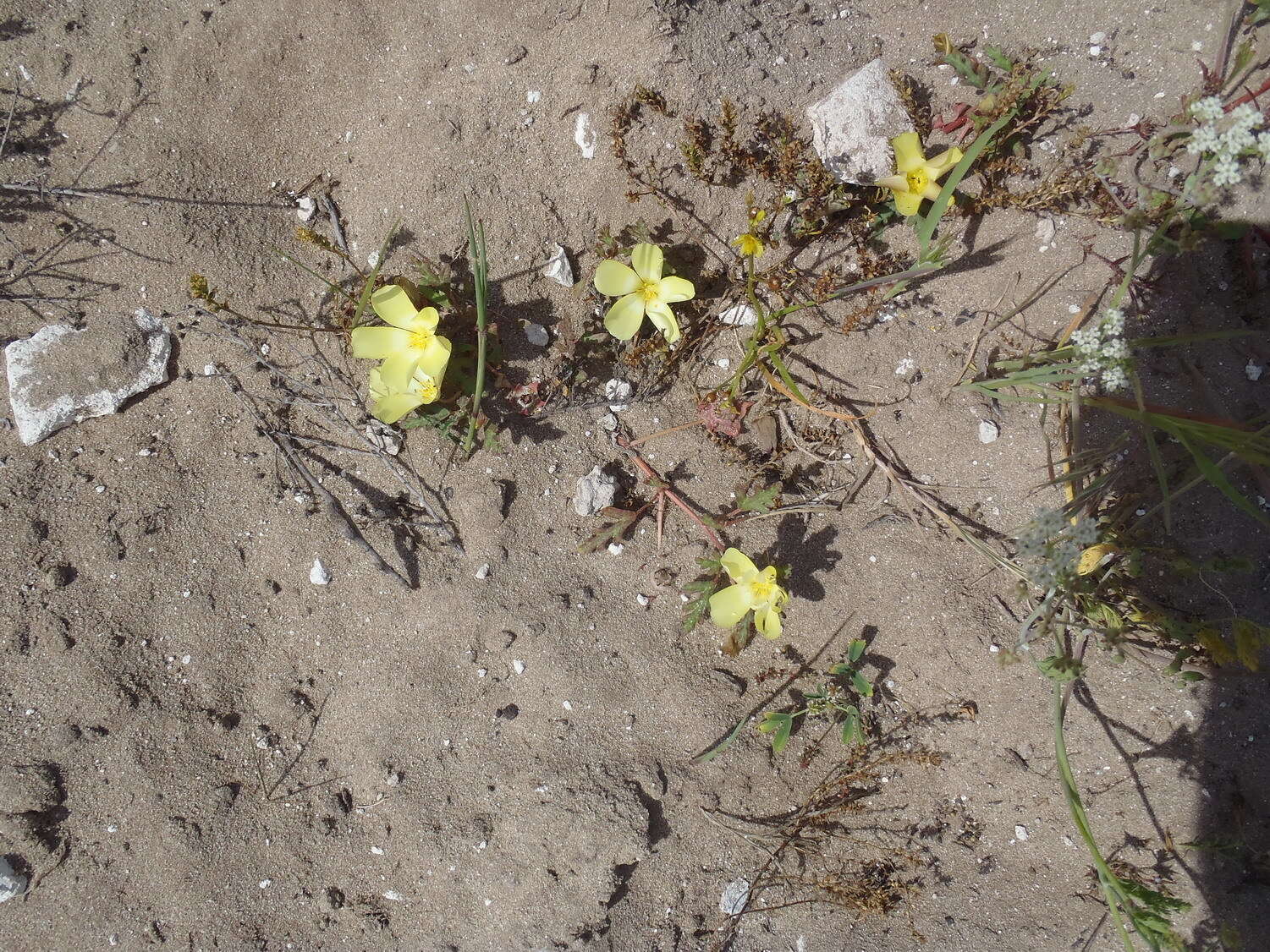 Image of Grielum humifusum var. humifusum