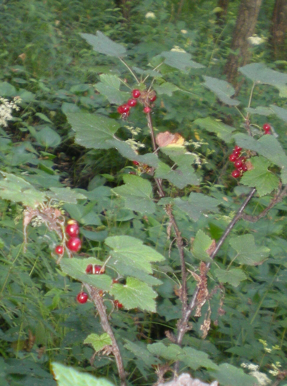 Image of Red Currant