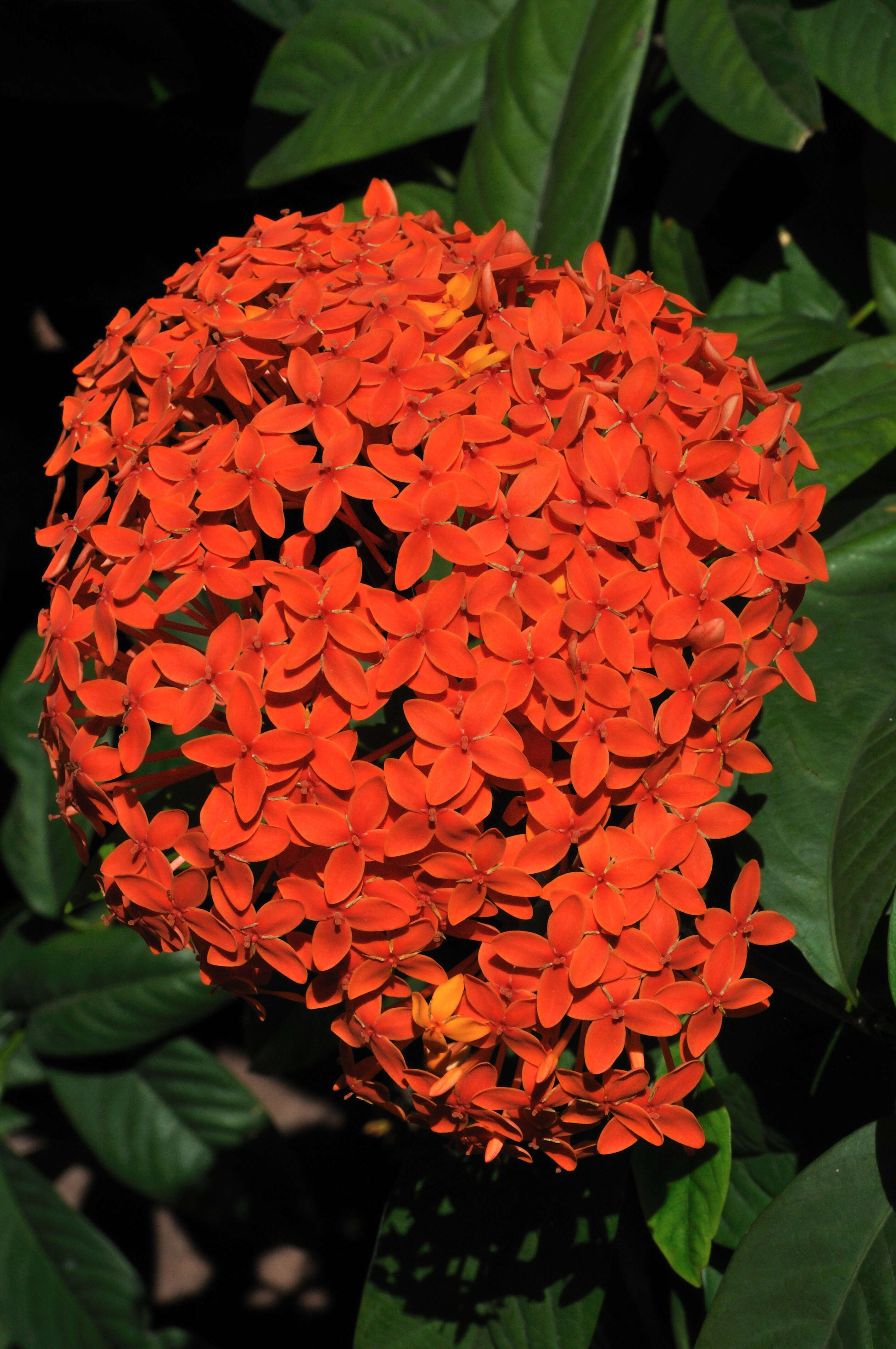 Image of scarlet jungleflame