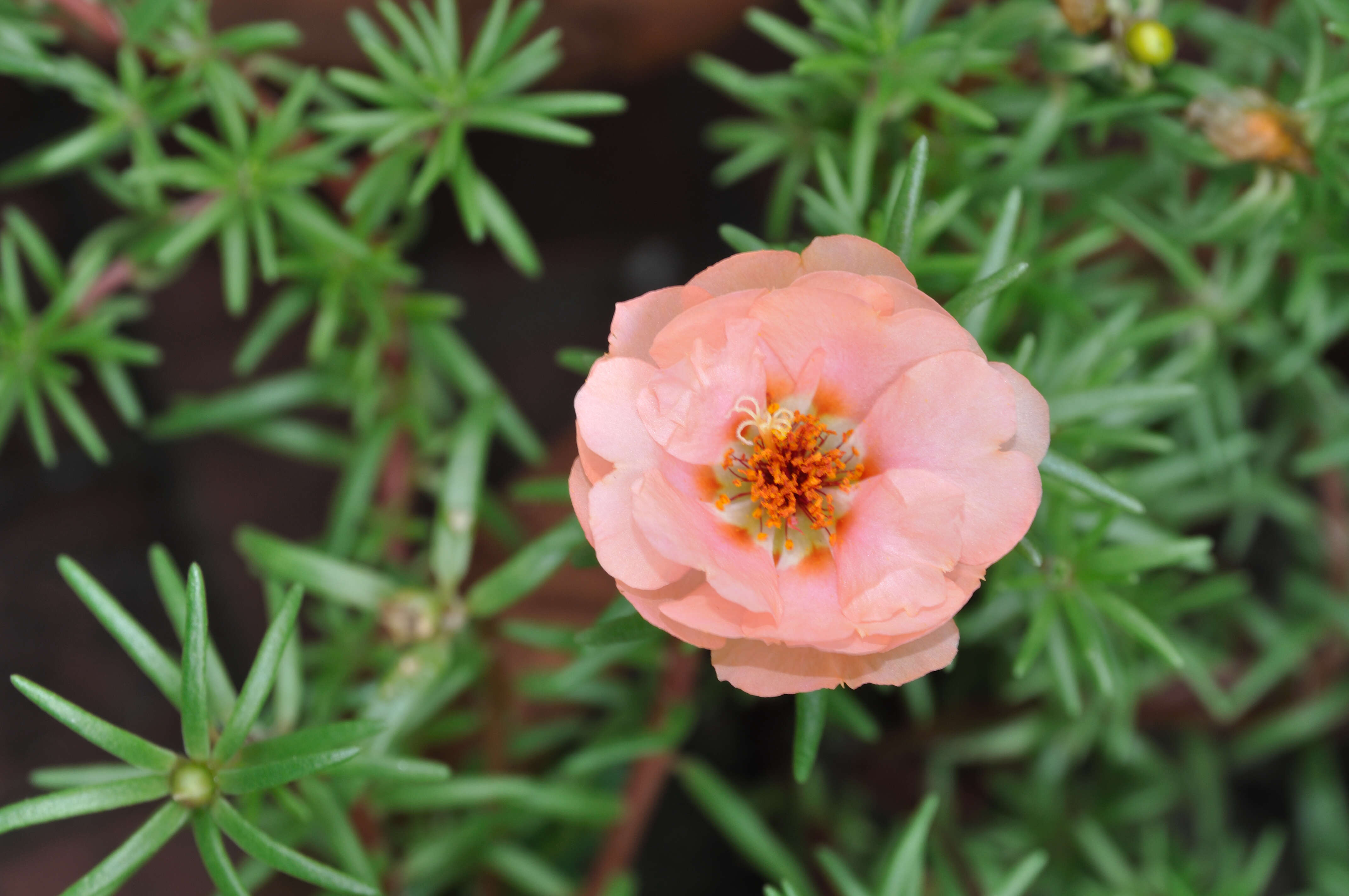 Image of Moss-rose Purslane