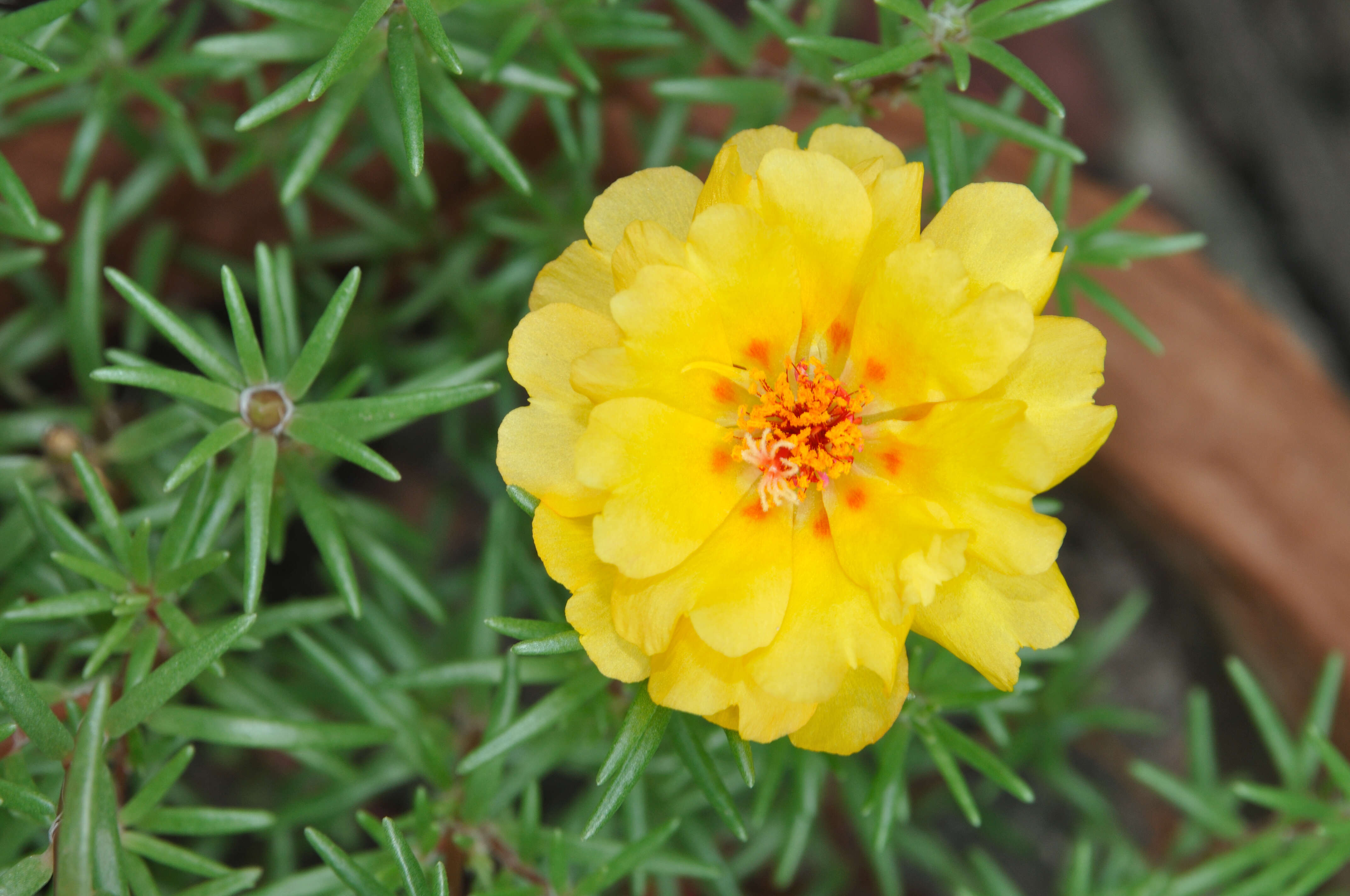 Image of Moss-rose Purslane