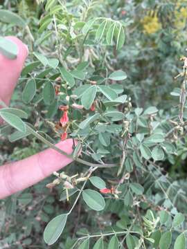 Indigofera lindheimeriana Scheele的圖片