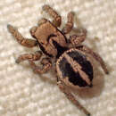 صورة Habronattus jucundus (Peckham & Peckham 1909)