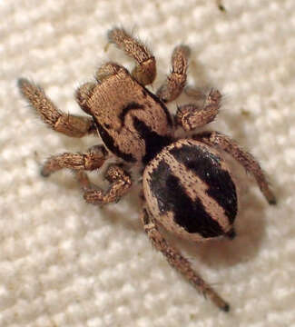 Image of Habronattus jucundus (Peckham & Peckham 1909)