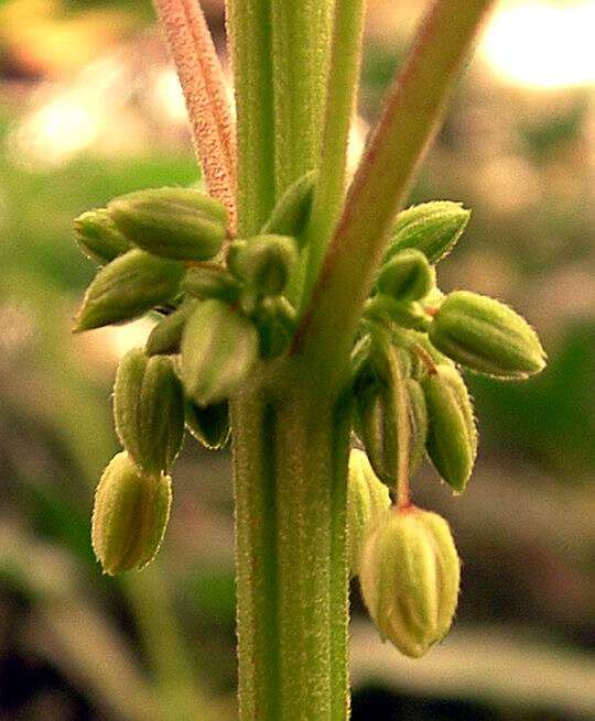 Image of marijuana