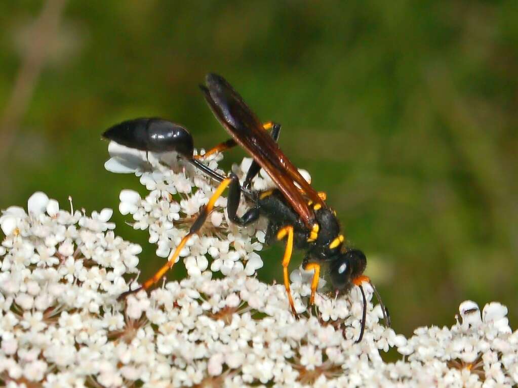 Image of mud daubers