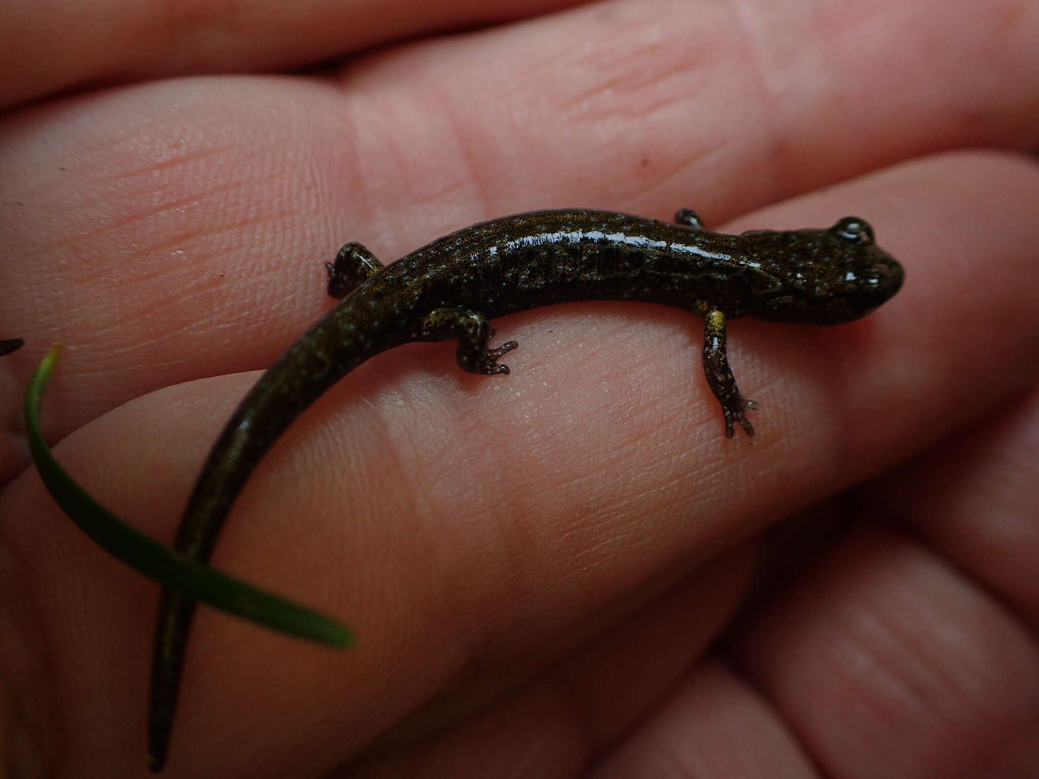 Image of Black Salamander