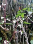 Image of Heuchera longipetala var. orizabensis (Hemsl.) R. A. Folk