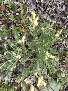 Image of field locoweed