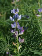 Image of narrowleaf lupine