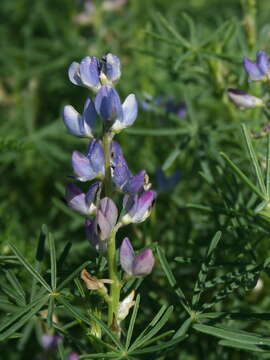 Image of narrowleaf lupine