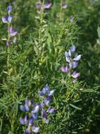 Image of narrowleaf lupine