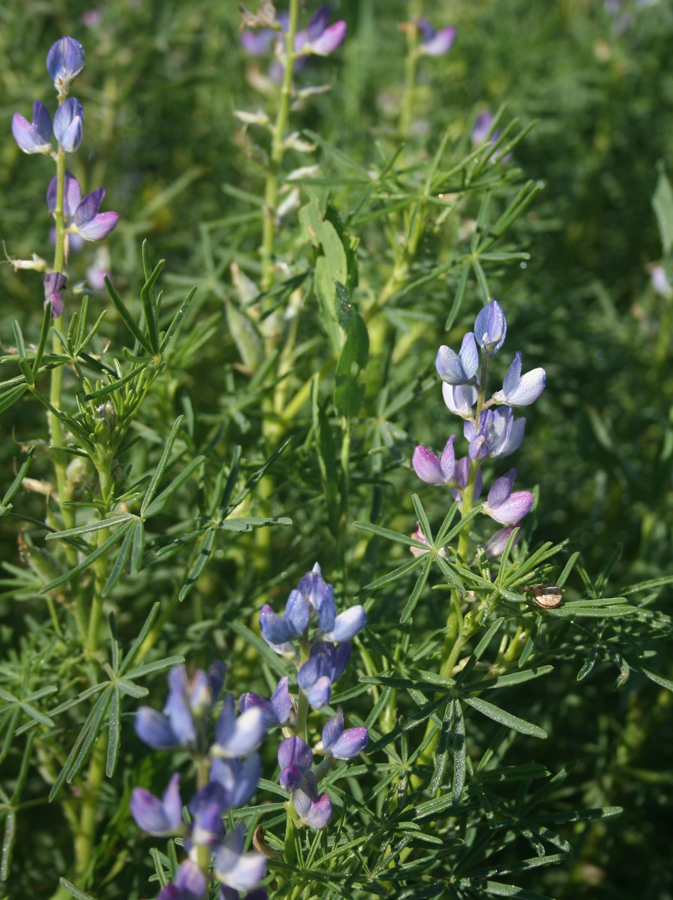 Image of narrowleaf lupine