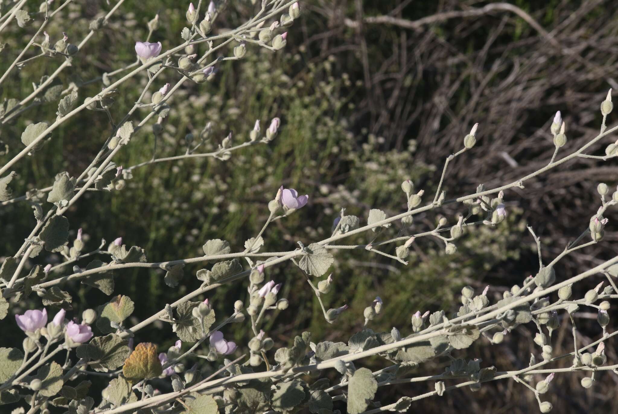 Image of slender bushmallow