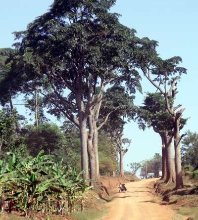 Image of african teak