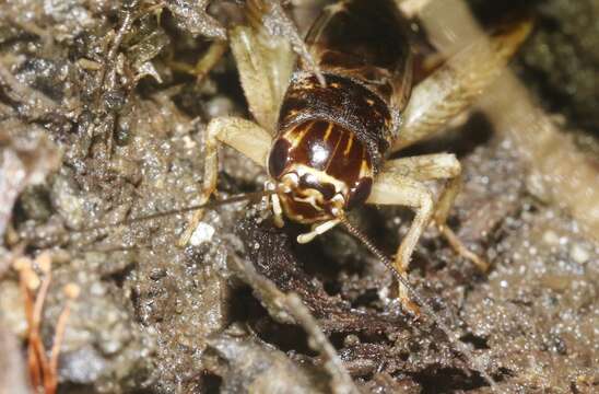 صورة Lepidogryllus comparatus (Walker & F. 1869)