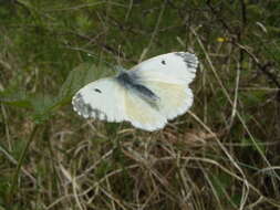 Image of orange tip