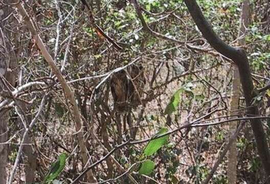 Image of Mottled Owl