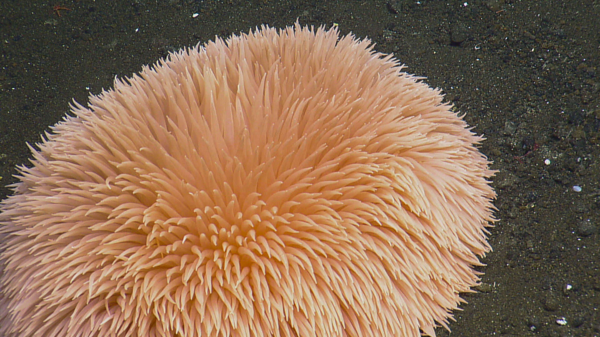 Image of Pom-pom anemone