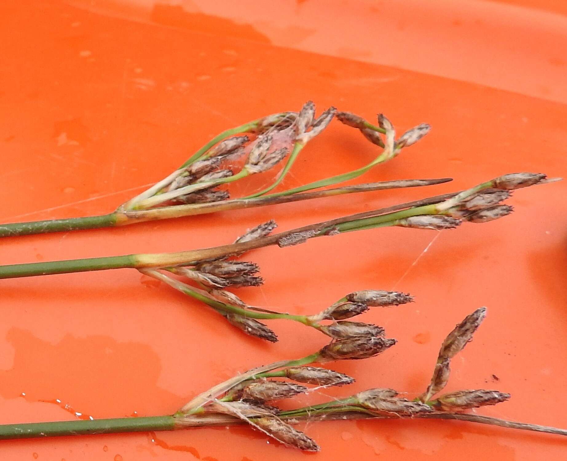 Image of slender bulrush