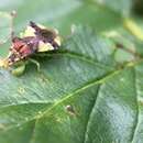 Image of American Ambush Bug