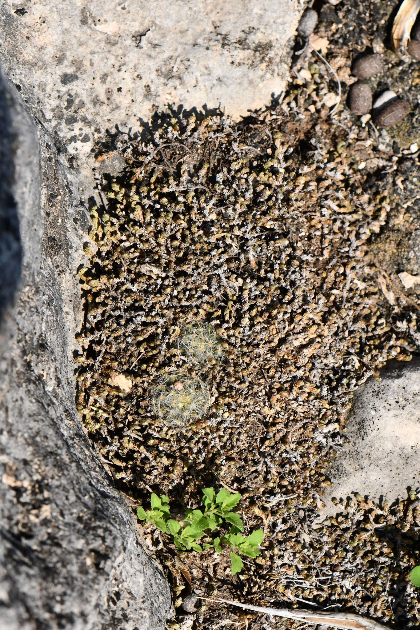 Image de Mammillaria prolifera (Mill.) Haw.