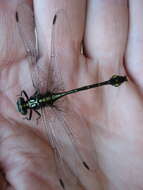 Image of Riverine Clubtail