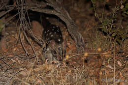 Image de Chat Marsupial De Geoffroy