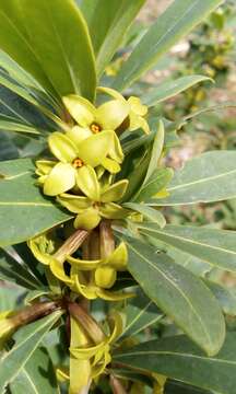 Image of Daphne pseudomezereum A. Gray