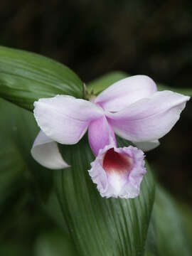 Image of Sobralia decora Bateman