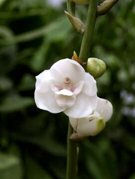 Image of Dove orchid