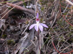 Caladenia fuscata (Rchb. fil.) M. A. Clem. & D. L. Jones的圖片