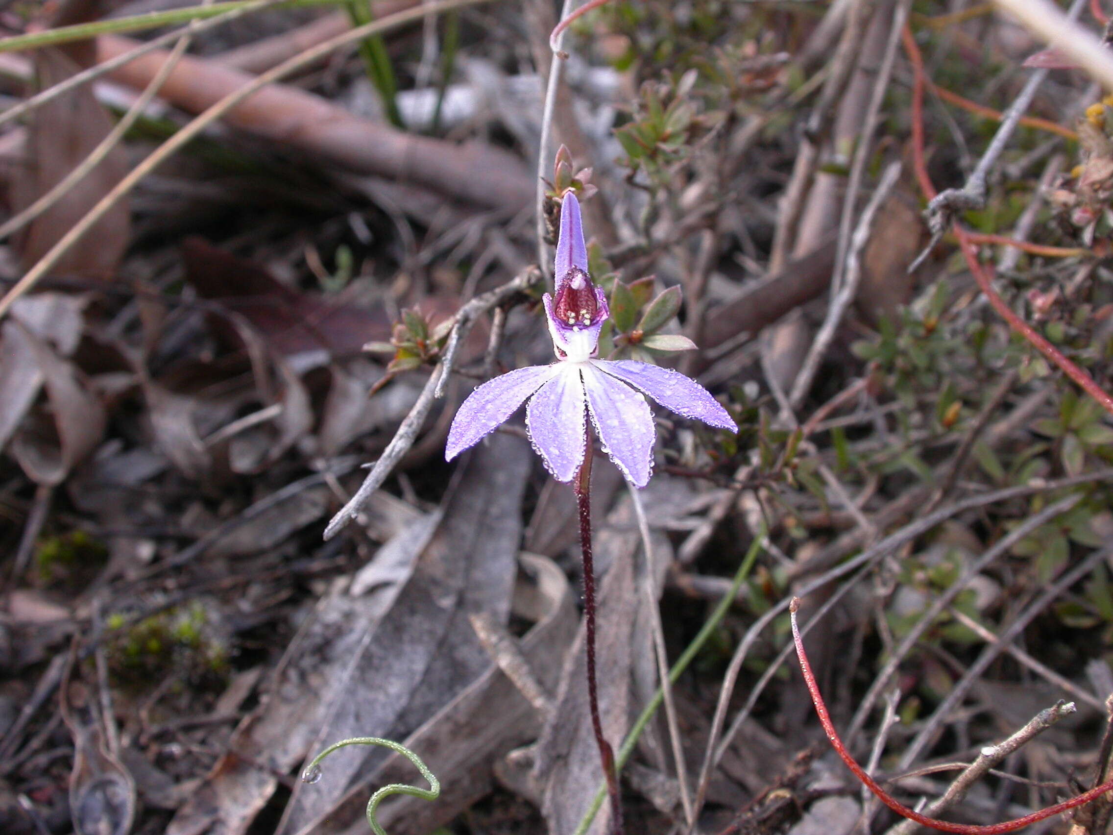 Caladenia fuscata (Rchb. fil.) M. A. Clem. & D. L. Jones的圖片