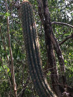 Imagem de Pilosocereus robinii (Lem.) Byles & G. D. Rowley