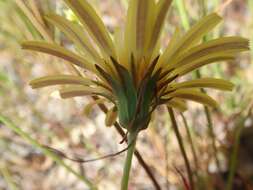 Image de Agoseris heterophylla var. cryptopleura Greene