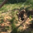 Image de Araneus ventricosus (L. Koch 1878)