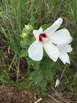 Imagem de Hibiscus moscheutos subsp. lasiocarpos (Cav.) O. J. Blanch.