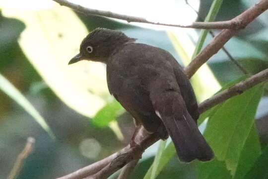 Image of Cream-vented Bulbul