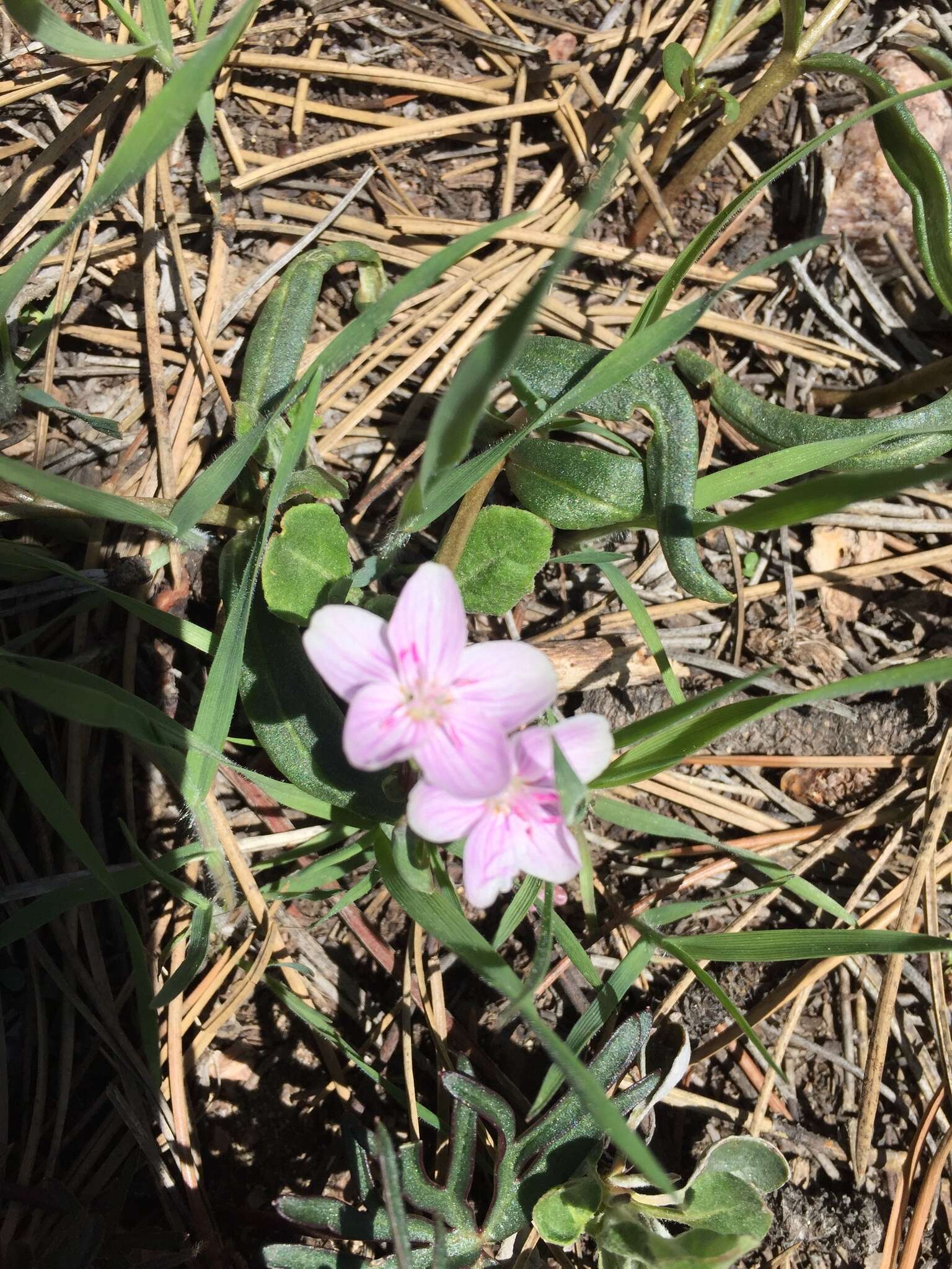 Image of western springbeauty