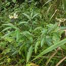 Imagem de Solanum asperum L. A. Rich.