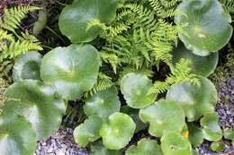 Image of Mount Cook buttercup