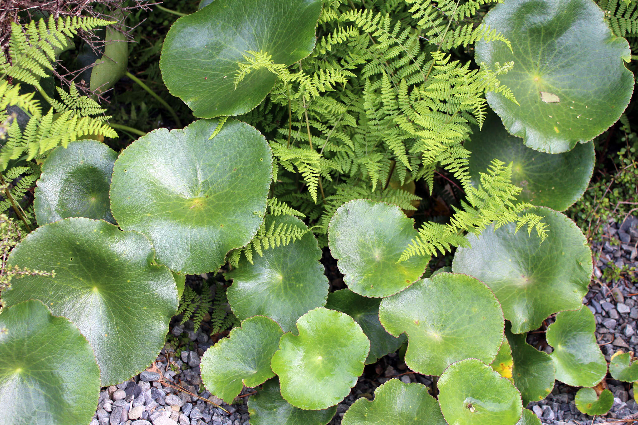 Image of Mount Cook buttercup