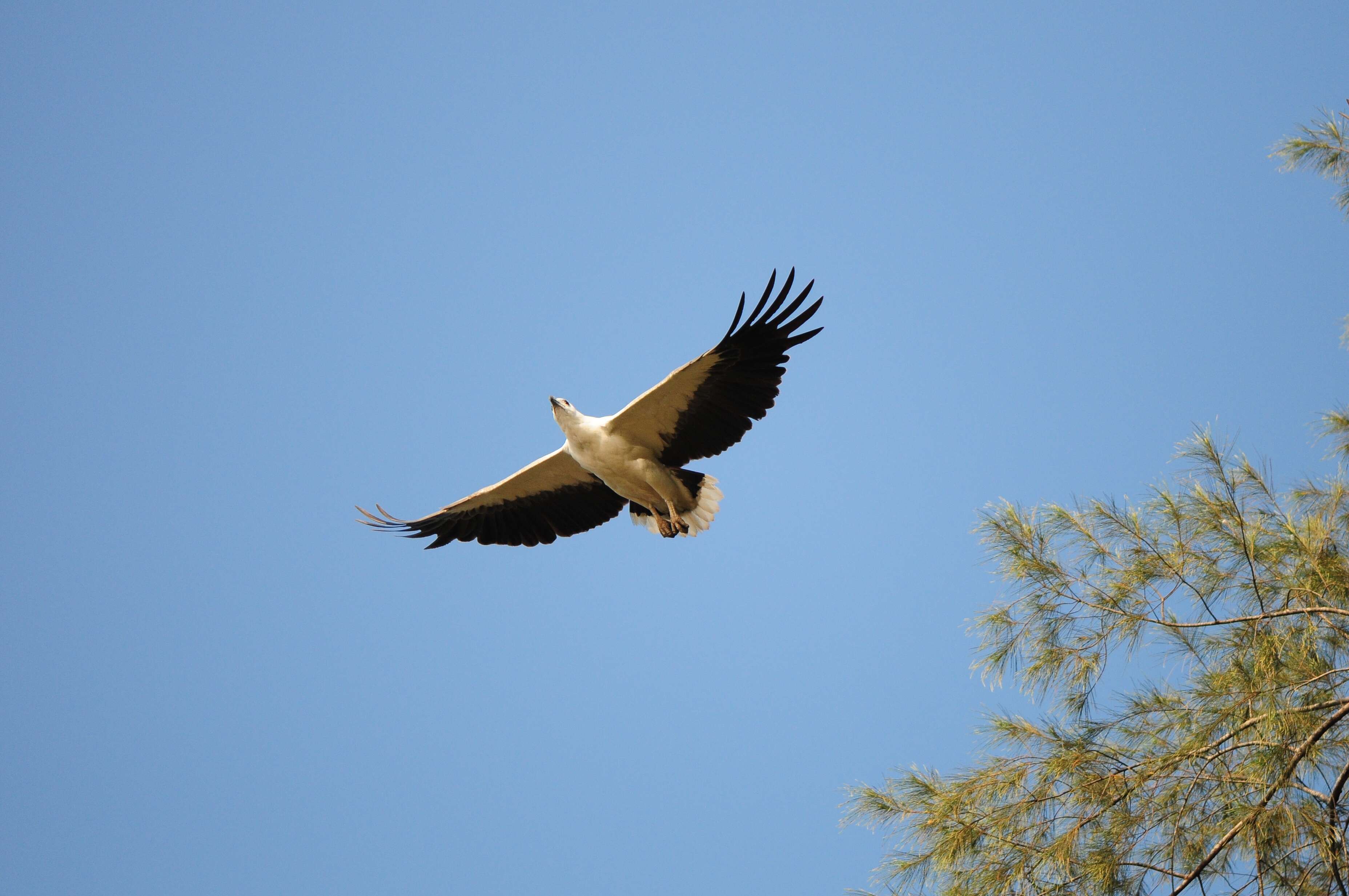 Image of White-bellied Sea Eagle