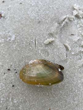 Image of Elliptio jayensis (I. Lea 1838)