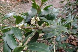 Image of holly osmanthus