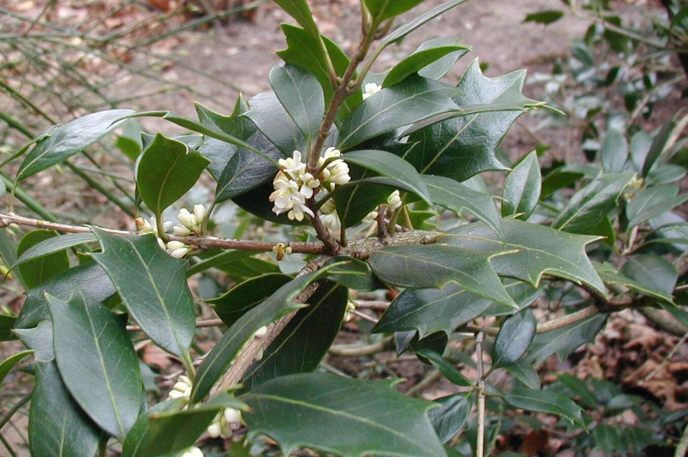 Image of holly osmanthus